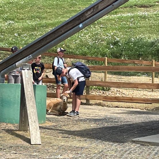 Ein Mann mit Rucksack streichelt ein liegendes Schaf im Zoo, während Kinder hinter einem Zaun zusehen.