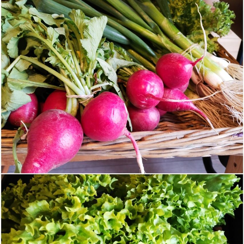 Zwei Bilder zeigen frisches Gemüse in einem Korb. Das erste Bild zeigt rote Radieschen, grüne Zwiebeln und Salat. Das zweite Bild zeigt grünen, lockigen Salat.