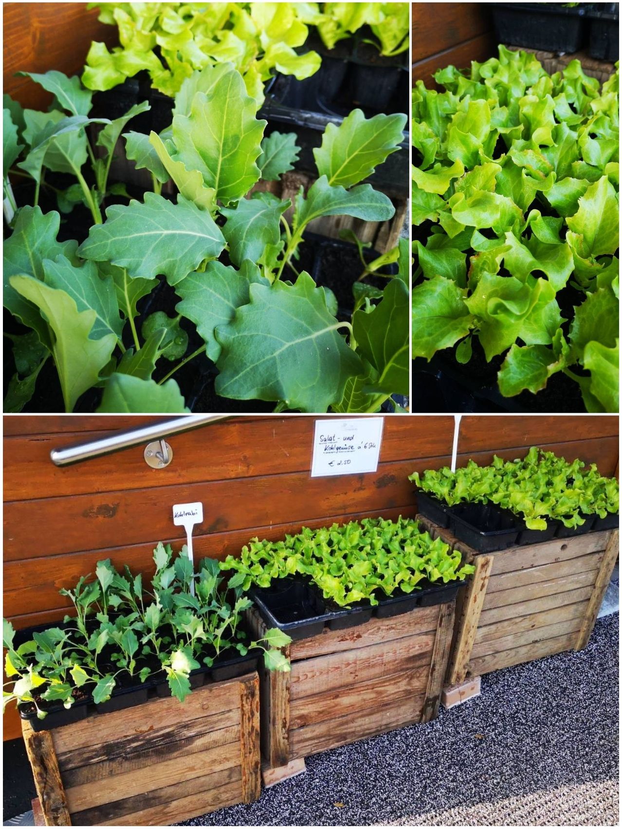 Eine Collage verschiedener Pflanzen in Holzkisten. Oben links zeigt Grünkohl mit breiten, gelockten Blättern. Oben rechts zeigt eng verpackten Salat. Unten sind verschiedene Pflanzen mit Etiketten zu sehen.