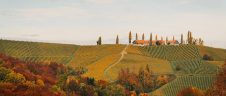 Luftaufnahme eines Weinbergs mit Rebenreihen und einem Haus im Hintergrund. Der Weinberg ist von Bäumen mit Herbstfarben umgeben.
