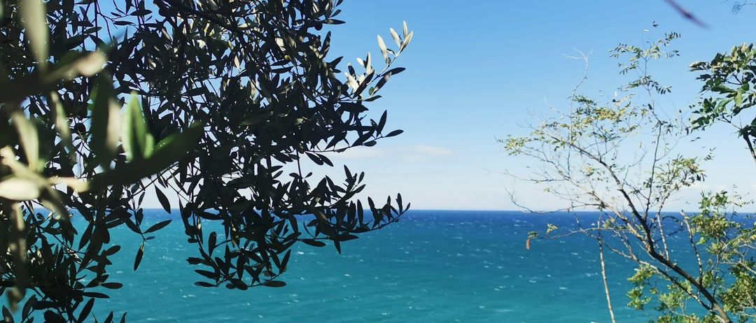 Ein ruhiger Blick auf den Ozean mit klarem blauem Himmel und einigen Bäumen und Pflanzen im Vordergrund. Das Wasser ist ruhig mit kleinen Wellen.