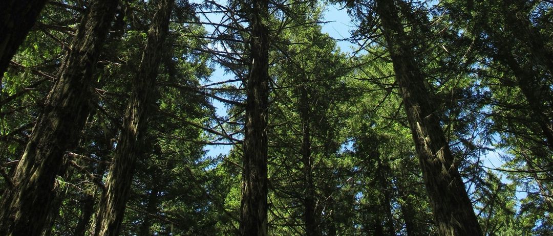 Ein dichter Wald aus hohen Bäumen mit üppigen grünen Blättern, von unten unter einem klaren blauen Himmel gesehen.