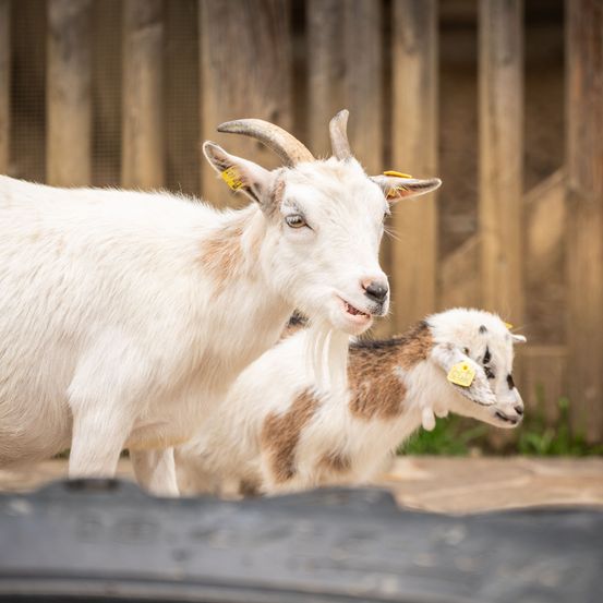 Bild enthält, Livestock, Animal, Goat, Mammal, Sheep, Mountain Goat, Wildlife