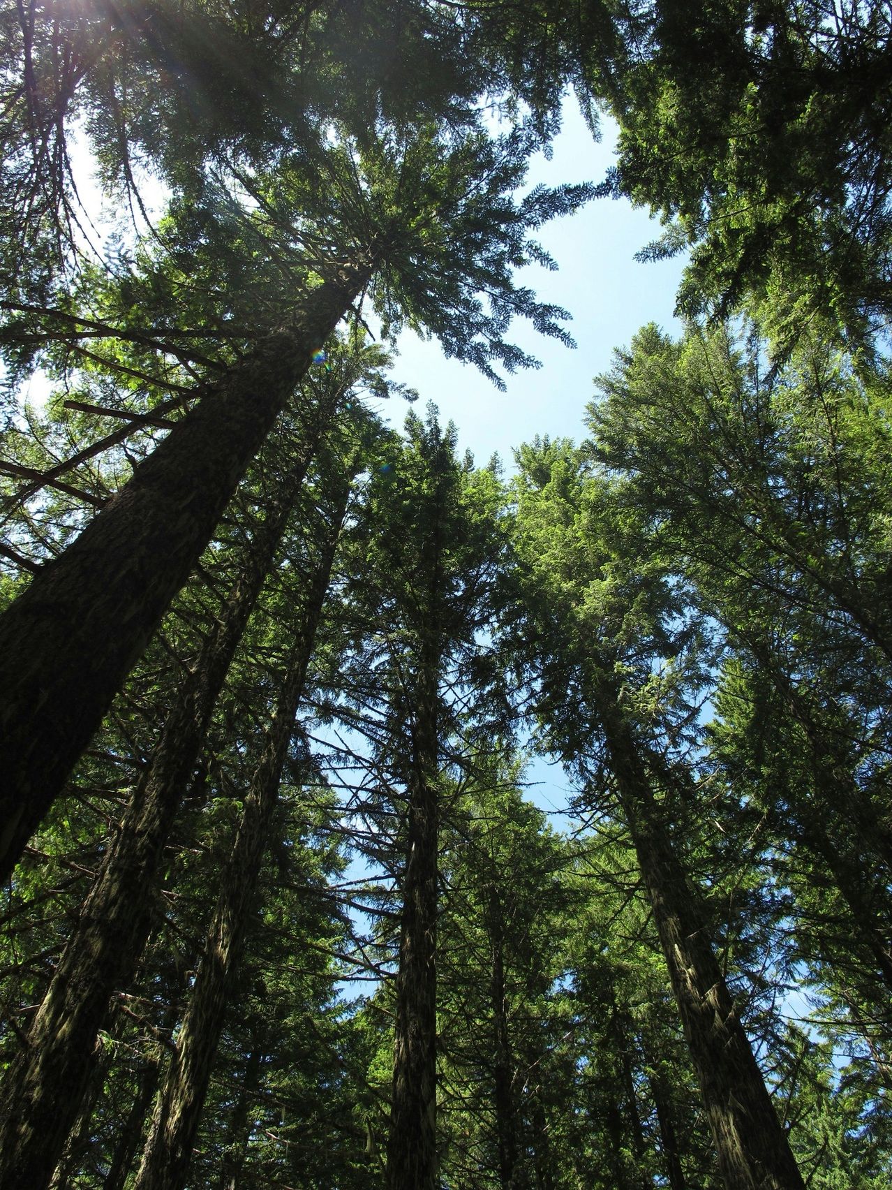 A view looking up at tall, green trees with sunlight shining through the branches. The sky is blue.