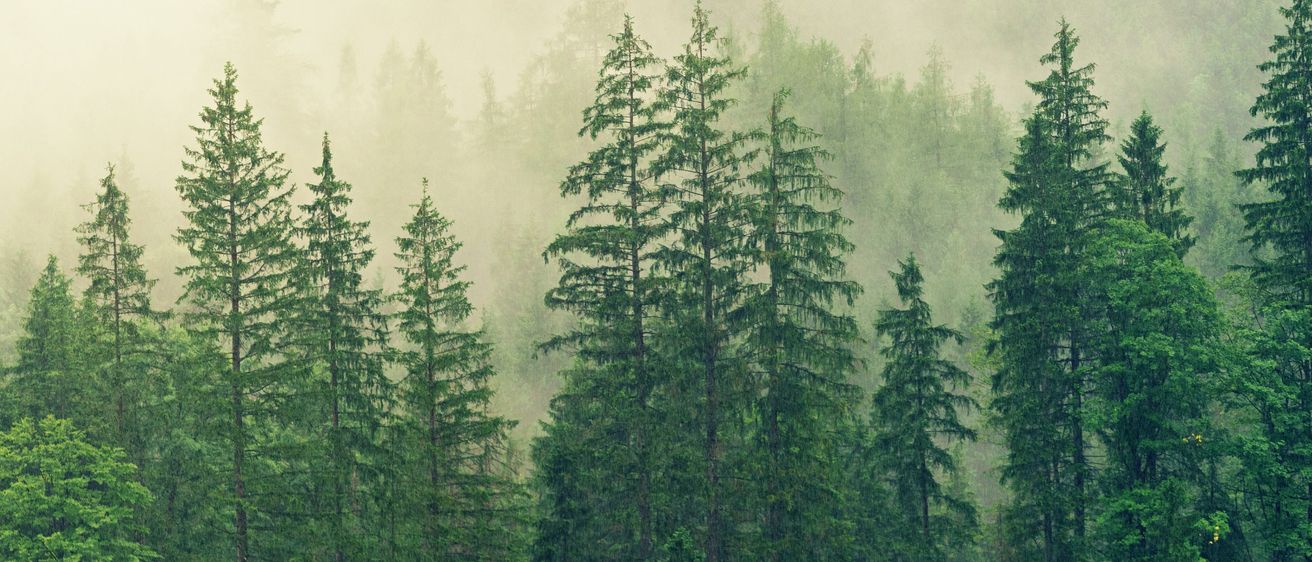 Bild enthält, Nature, Outdoors, Weather, Tree, Fir, Fog, Vegetation, Mist, Woodland, Scenery