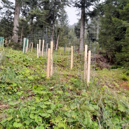 Bild enthält, Grove, Land, Nature, Outdoors, Tree, Vegetation, Woodland, Fir, Wilderness, Green