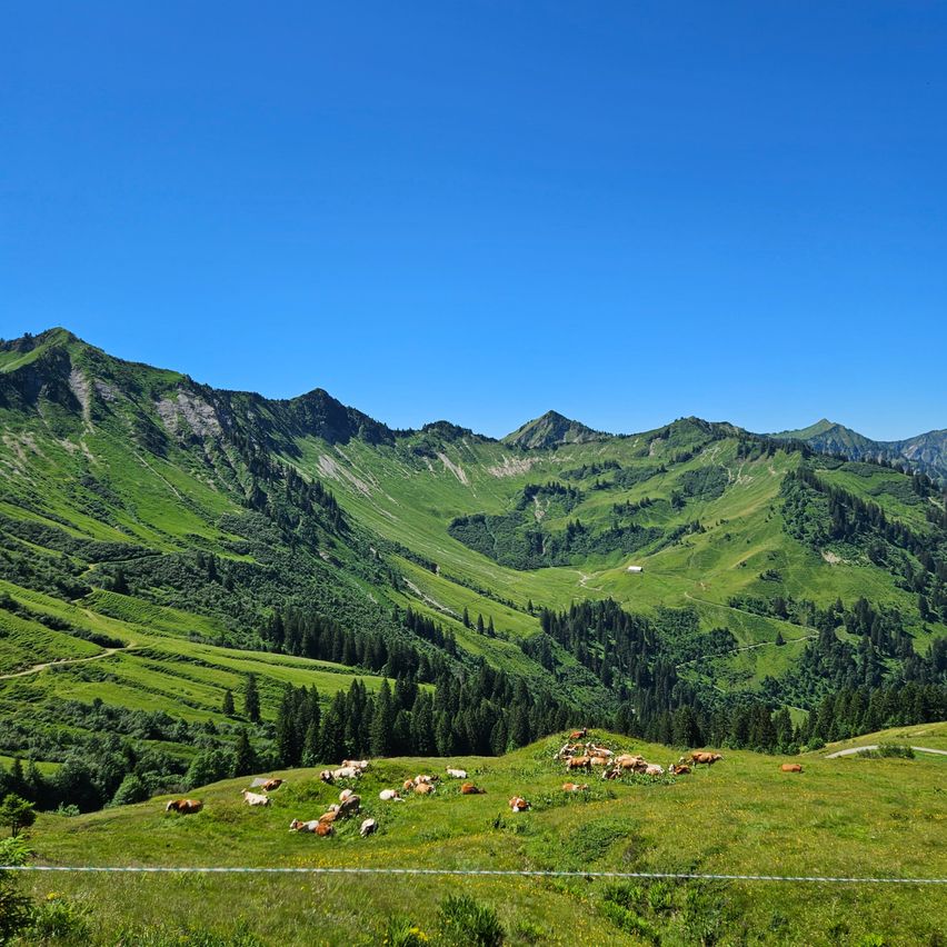 Ein schöner Blick auf ein grünes Tal mit grasenden Kühen unter einem klaren blauen Himmel, umgeben von Bergen und Bäumen.