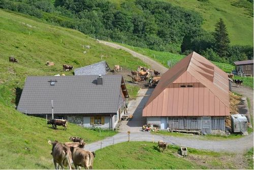 Eine Luftaufnahme eines ländlichen Bauernhofs mit zwei Häusern mit Kupferdächern, Kühen, die auf grasbewachsenen Hängen grasen, und einer schmalen unbefestigten Straße.