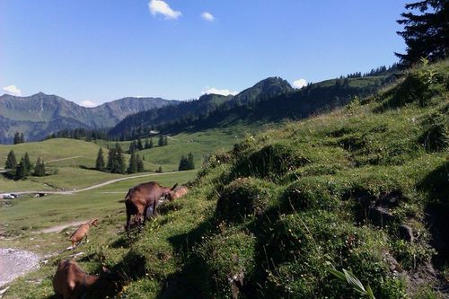 Eine Herde Ziegen weidet auf einem grünen Hang unter einem klaren blauen Himmel. Im Hintergrund sind Berge zu sehen, die mit Bäumen bedeckt sind.