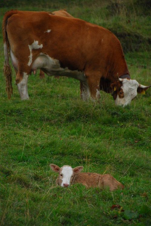 Eine braune Kuh grast und ein kleines Kalb liegt im grünen Gras, eine ländliche Szene.