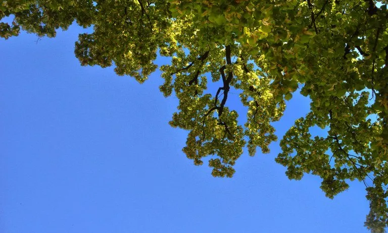 Ein Blick auf einen Baum mit üppigen grünen Blättern vor einem klaren blauen Himmel. Die Äste breiten sich weit aus und werfen Schatten auf die Blätter.