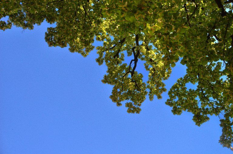 Ein Blick auf einen Baum mit üppigen grünen Blättern vor einem klaren blauen Himmel. Die Äste breiten sich weit aus und werfen Schatten auf die Blätter.