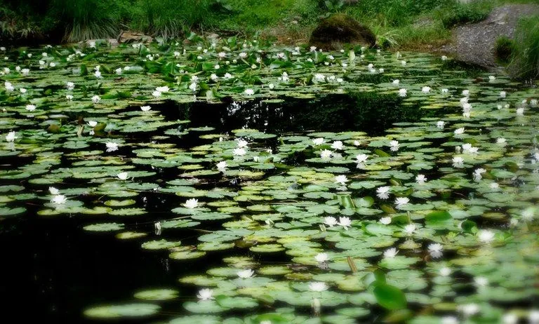 Ein ruhiger Teich voller schwimmender Seerosen und weißer Wasserlilien, umgeben von üppigen grünen Pflanzen.