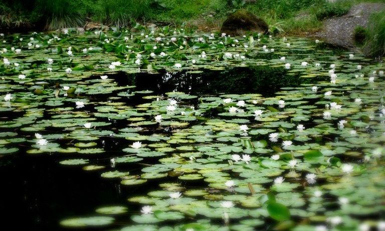 Ein ruhiger Teich voller schwimmender Seerosen und weißer Wasserlilien, umgeben von üppigen grünen Pflanzen.