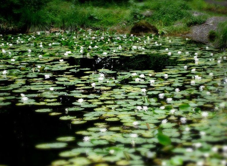 Ein ruhiger Teich voller schwimmender Seerosen und weißer Wasserlilien, umgeben von üppigen grünen Pflanzen.