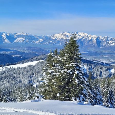 Eine verschneite Landschaft mit in Schnee bedeckten Kiefern. Hinter den Bäumen befinden sich schneebedeckte Berge unter einem klaren blauen Himmel.