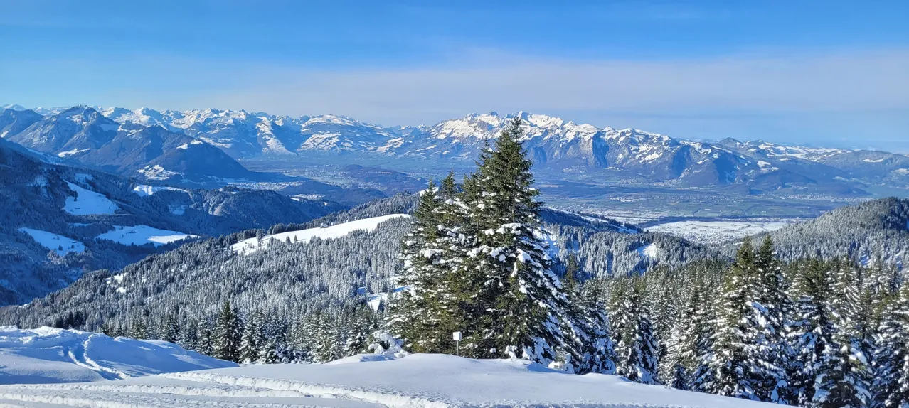 Eine verschneite Landschaft mit in Schnee bedeckten Kiefern. Hinter den Bäumen befinden sich schneebedeckte Berge unter einem klaren blauen Himmel.