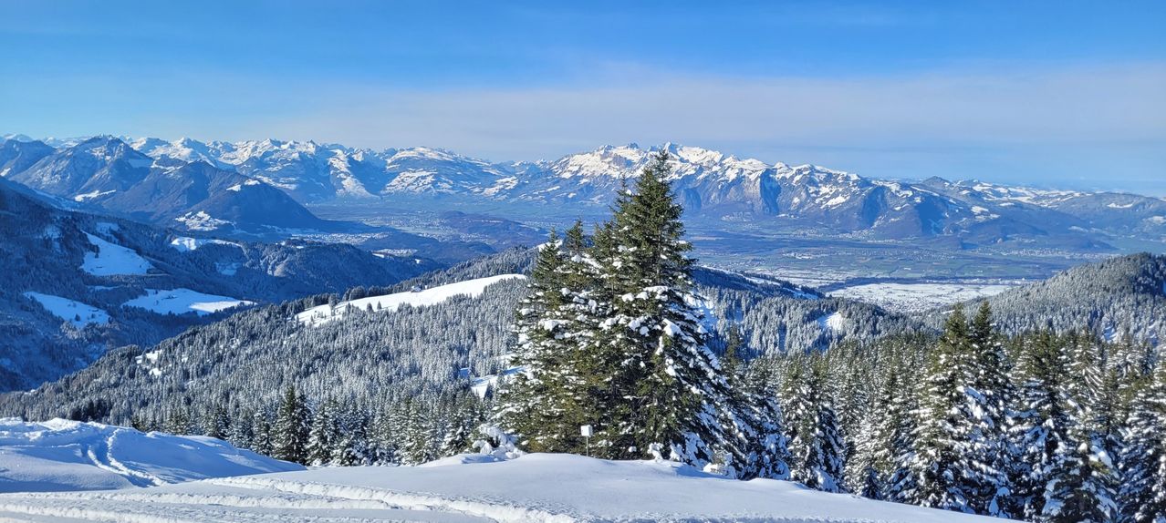 Eine verschneite Landschaft mit in Schnee bedeckten Kiefern. Hinter den Bäumen befinden sich schneebedeckte Berge unter einem klaren blauen Himmel.
