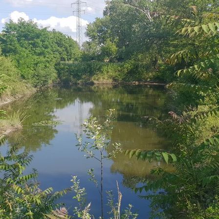 Ein ruhiger Fluss schlängelt sich durch einen üppigen, grünen Wald, umgeben von dichtem Laub und einem Sendeturm in der Ferne.