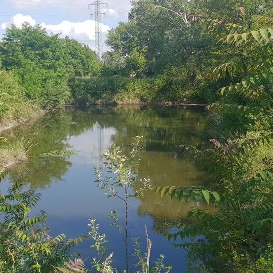 Ein ruhiger Fluss schlängelt sich durch einen üppigen, grünen Wald, umgeben von dichtem Laub und einem Sendeturm in der Ferne.