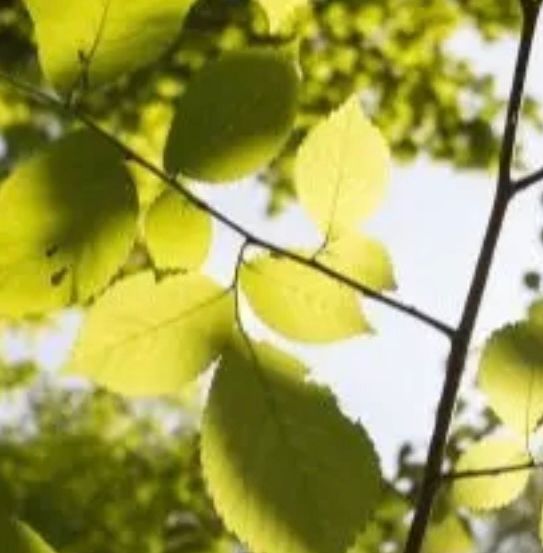 Nahaufnahme von grünen Blättern an einem Ast mit hellem Himmel im Hintergrund.