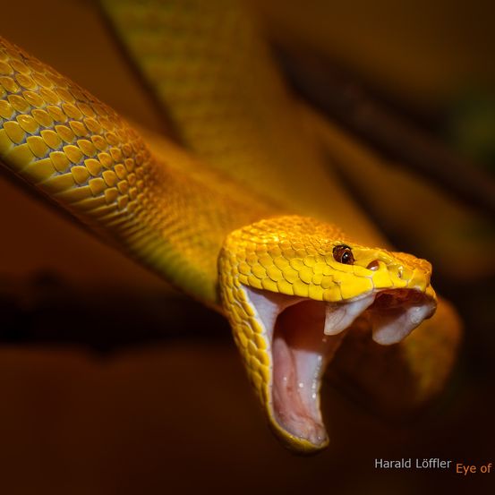 Nahaufnahme einer gelben Viper mit offenem Maul, das ihre scharfen Fangzähne und strukturierten Schuppen zeigt. Die Augen der Schlange sind klein und wachsam.