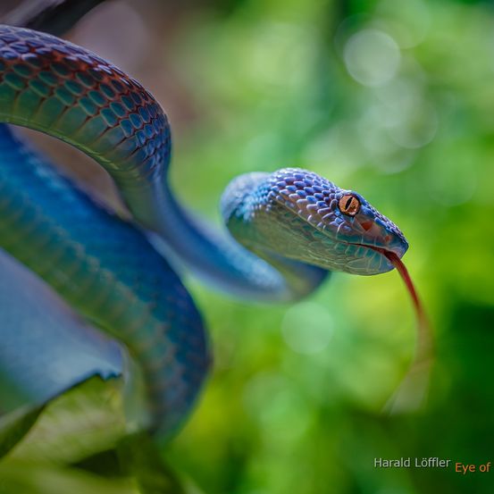 Eine Nahaufnahme einer blau-grünen Schlange mit roter Zunge, fotografiert von Harald Löffler.