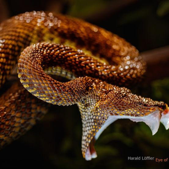 Eine Nahaufnahme einer braunen Schlange mit gelben Flecken, die ihre Reißzähne zeigt. Fotografiert von Harald Löffler, mit dem Titel 'Auge von'.