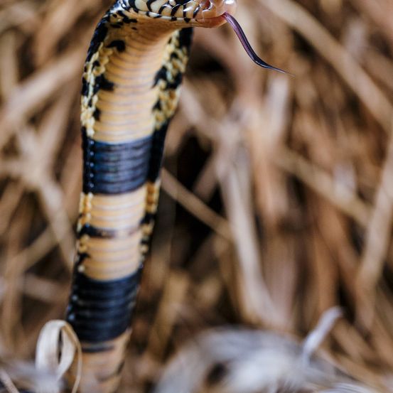 Eine Nahaufnahme einer Kobraschlange, mit herausgestreckter Zunge und sichtbarer gemusterter Haut. Der Hintergrund ist unscharf mit trockenem Gras.