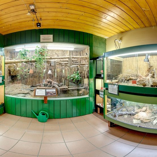 Ein Raum mit gekrümmter Decke zeigt Terrarien mit Reptilien, einschließlich eines mit einer grünen Gießkanne in der Nähe. Die Terrarien sind von grünen Wänden und Holzboden umgeben.