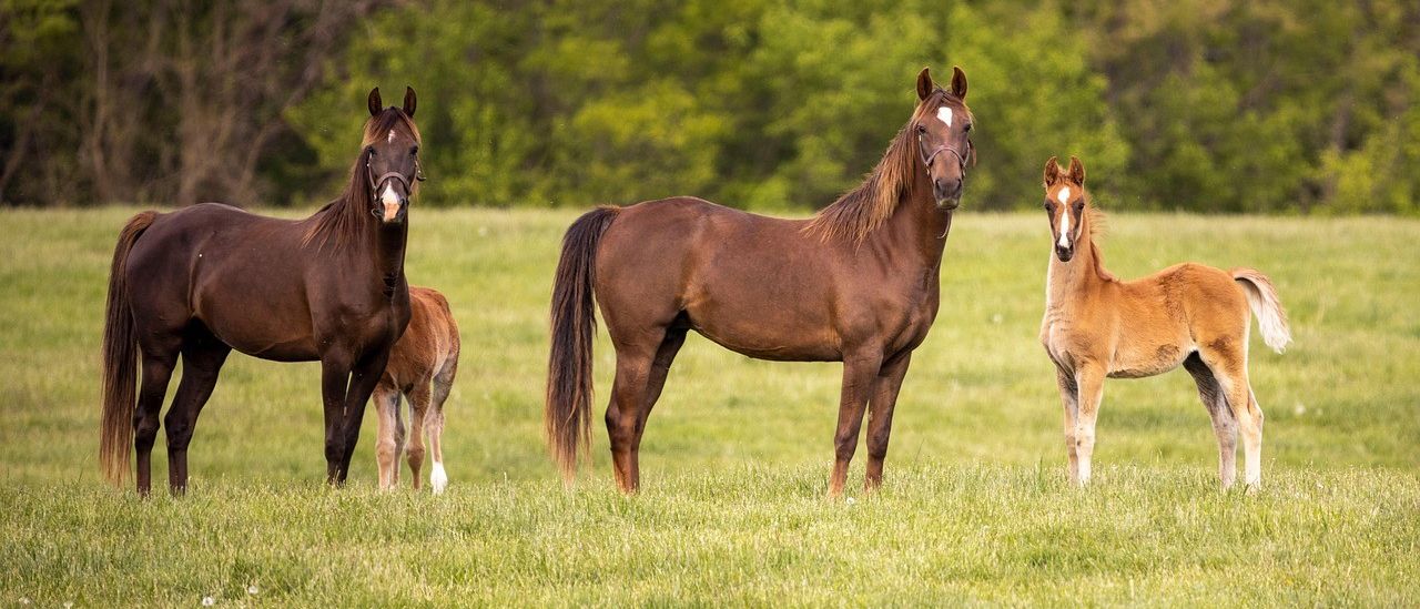 Vier Pferde stehen in einem üppigen grünen Feld mit einer Kulisse aus Bäumen. Die Pferde sind braun und weiß, eines davon ist ein junges Fohlen.