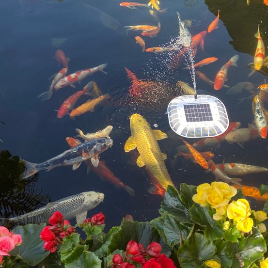 Nature, Outdoors, Pond, Water, Aquatic, Flower, Petal, Fish, Leaf, Koi