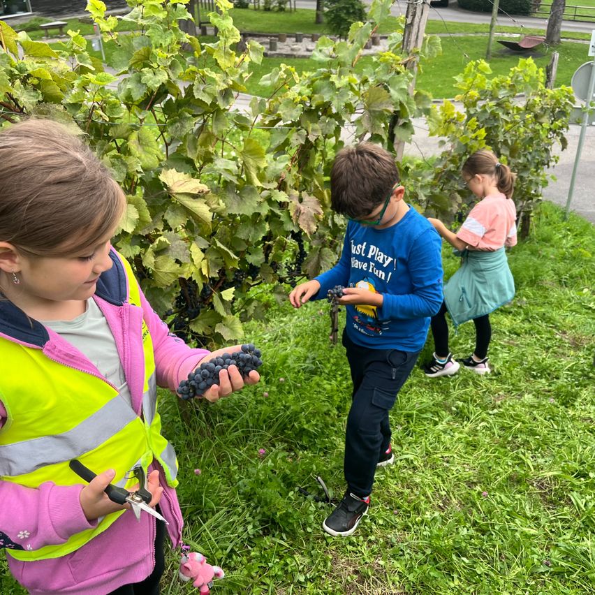 Drei Kinder sind in einem Weinberg, eines hält eine Traube. Ein Mädchen trägt eine Warnweste, der Junge neben ihr trägt eine Brille. Dahinter steht ein Mädchen in einem rosa T-Shirt.
