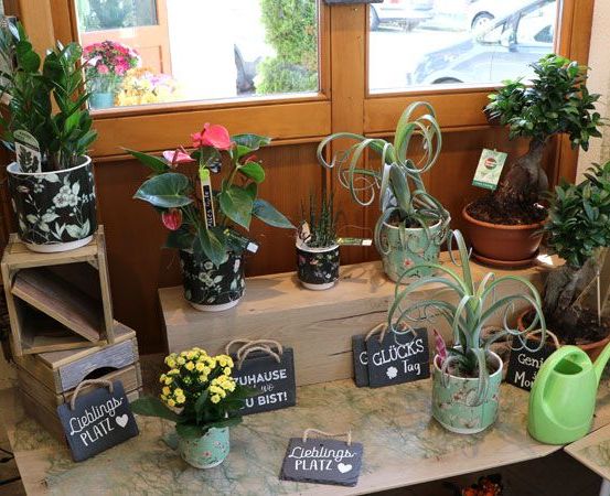 Bild enthält, Plant, Potted Plant, Jar, Planter, Pottery, Vase, Flower, Handbag, Car, Flower Arrangement