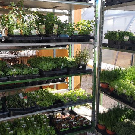 Bild enthält, Garden, Nature, Outdoors, Gardening, Plant, Potted Plant, Balcony