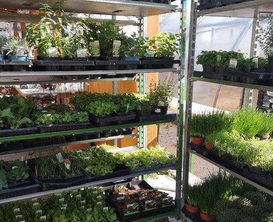 Bild enthält, Garden, Nature, Outdoors, Gardening, Plant, Potted Plant, Balcony