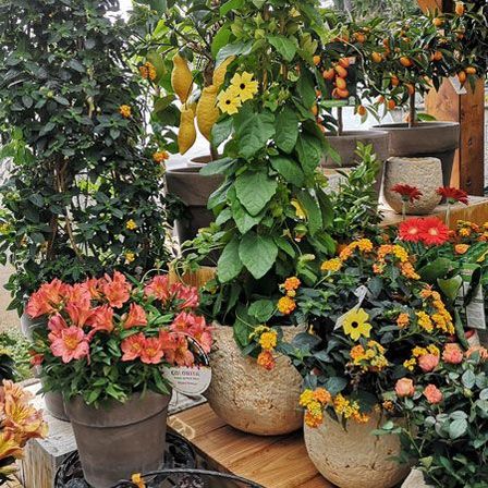 Bild enthält, Garden, Nature, Outdoors, Plant, Potted Plant, Dahlia, Flower, Planter, Leaf, Gardening