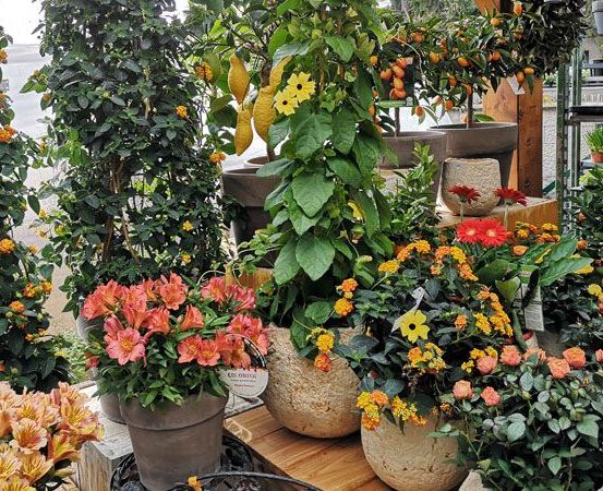 Bild enthält, Garden, Nature, Outdoors, Plant, Potted Plant, Dahlia, Flower, Planter, Leaf, Gardening