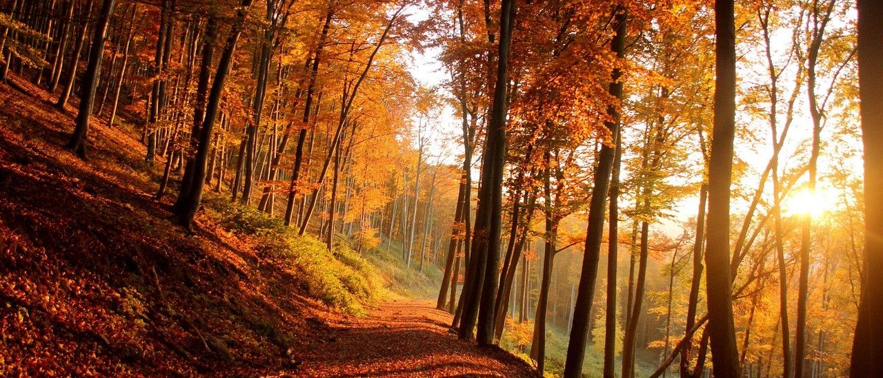 Ein Waldweg mit Herbstblättern, vom Sonnenlicht erhellt. Hohe Bäume umgeben den Pfad, ihre Blätter in leuchtenden Orange- und Gelbtönen. Die Sonnenstrahlen filtern durch die Zweige und werfen ein warmes Licht.