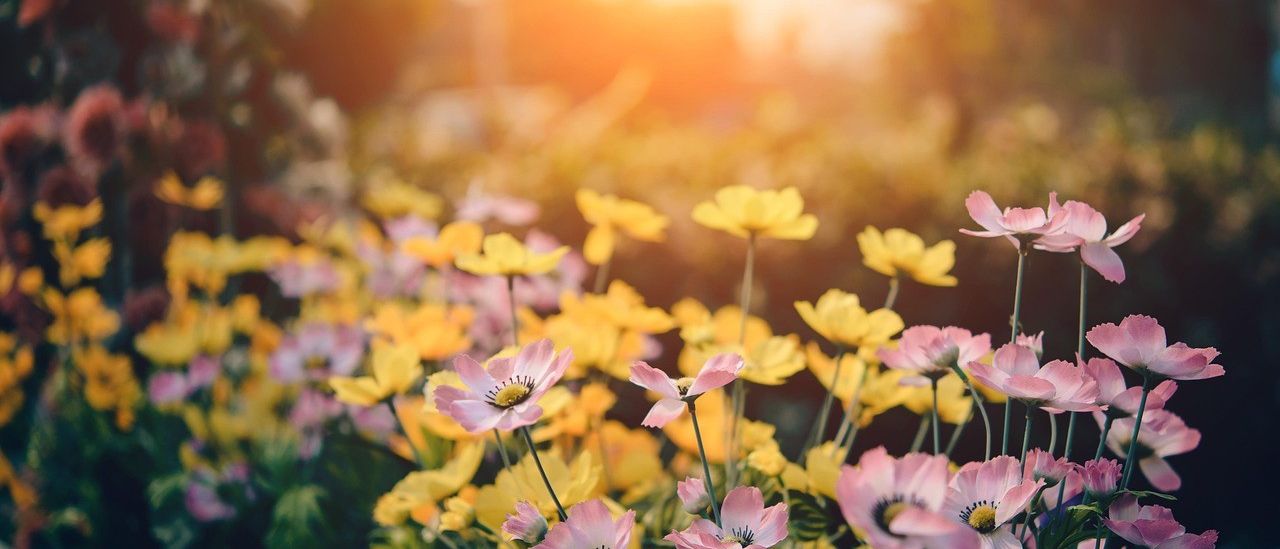Ein Feld mit leuchtenden gelben und rosa Blumen unter einem warmen Sonnenuntergang. Die Sonne scheint hell und wirft einen goldenen Schimmer auf die Blütenblätter und Blätter.