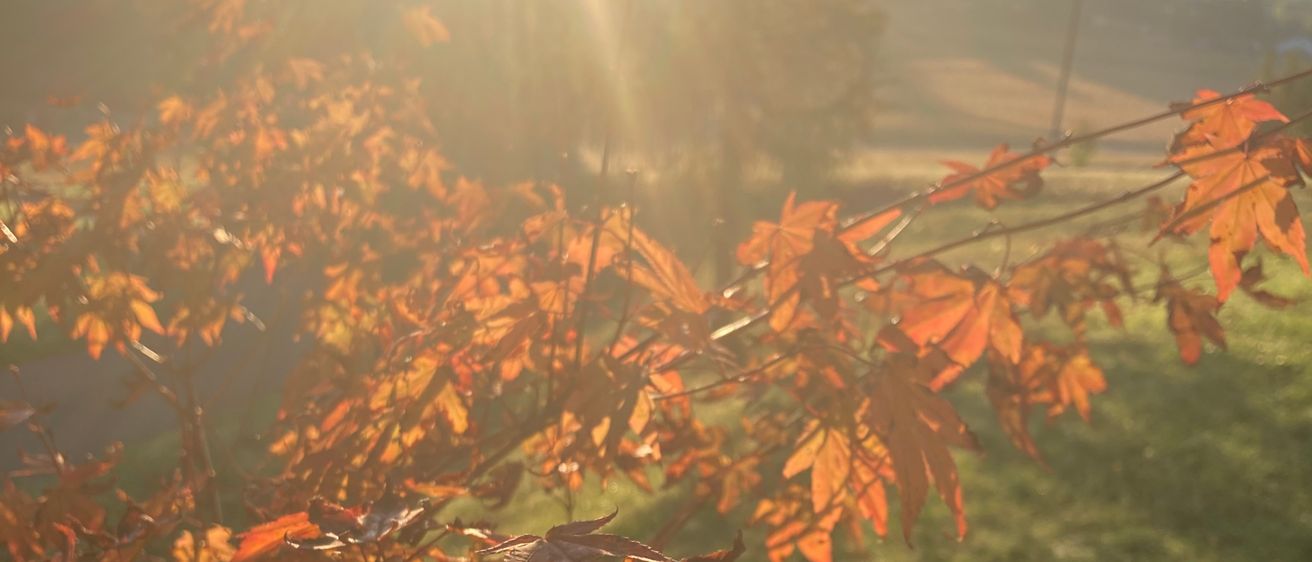 Ein Nahaufnahme eines kleinen Baumes mit leuchtend orangefarbenen Blättern, getaucht im warmen Licht der untergehenden Sonne.