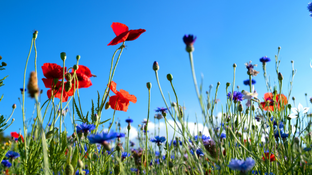 v1_migrated_image_3605911