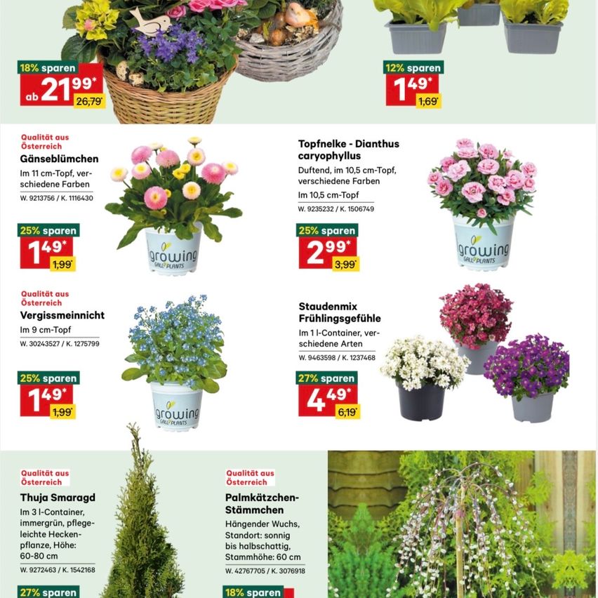 Werbeanzeige für verschiedene Pflanzen und Blumen mit Rabattprozentsätzen. Die Anzeige zeigt Produkte wie Topfnelk und Dianthus caryophyllus mit Rabatten und Einsparungen. Beinhaltet auch Thuja Smaragd und Palmkatzchen-Stammchen mit ihren jeweiligen Preisen.