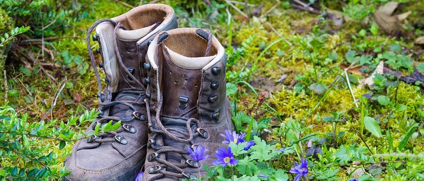 Bild enthält, Clothing, Footwear, Shoe, Plant, Vegetation, Herbal, Potted Plant, Flower, Boot, Moss