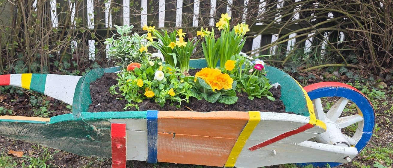 Ein farbenfroher Schubkarren voller gelber Blumen steht auf dem Rasen in der Nähe eines Holzzauns.