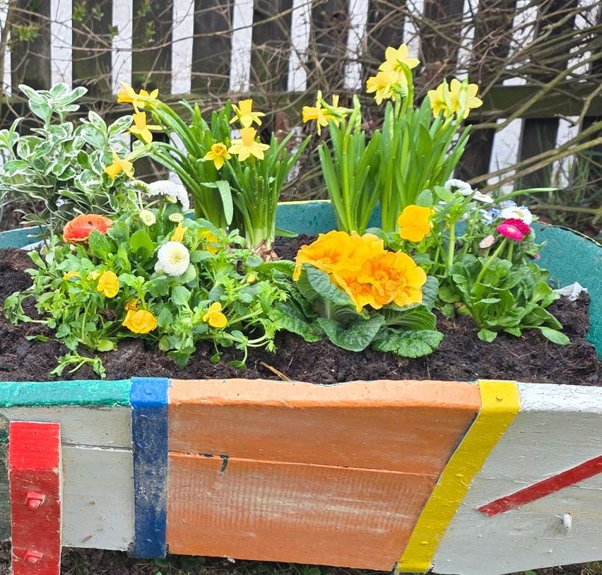 Ein farbenfroher Schubkarren voller gelber Blumen steht auf dem Rasen in der Nähe eines Holzzauns.
