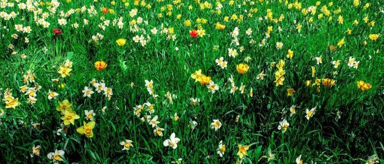 Field, Grassland, Outdoors, Daisy, Flower, Grass, Petal, Anemone, Meadow, Vegetation