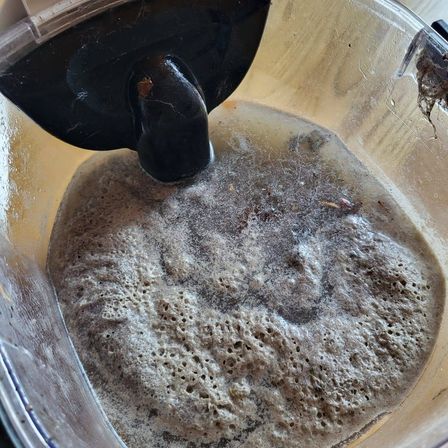 Eine Nahaufnahme eines transparenten Behälters mit schwarzem Deckel, gefüllt mit trübem Flüssigkeit und einer schaumigen oberen Schicht. Der Behälter steht auf einer Holzoberfläche.