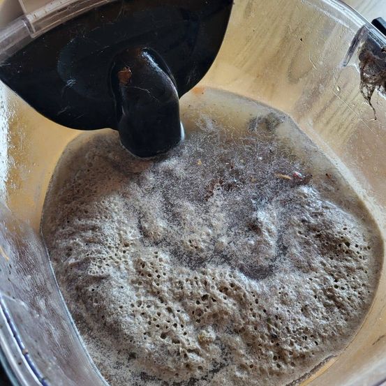 Eine Nahaufnahme eines transparenten Behälters mit schwarzem Deckel, gefüllt mit trübem Flüssigkeit und einer schaumigen oberen Schicht. Der Behälter steht auf einer Holzoberfläche.