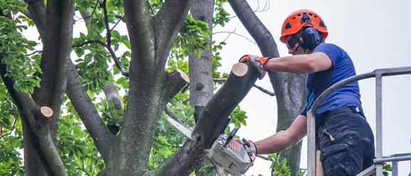 Bild enthält, Plant, Tree, Adult, Male, Man, Person, Helmet, Hardhat, Outdoors, Device
